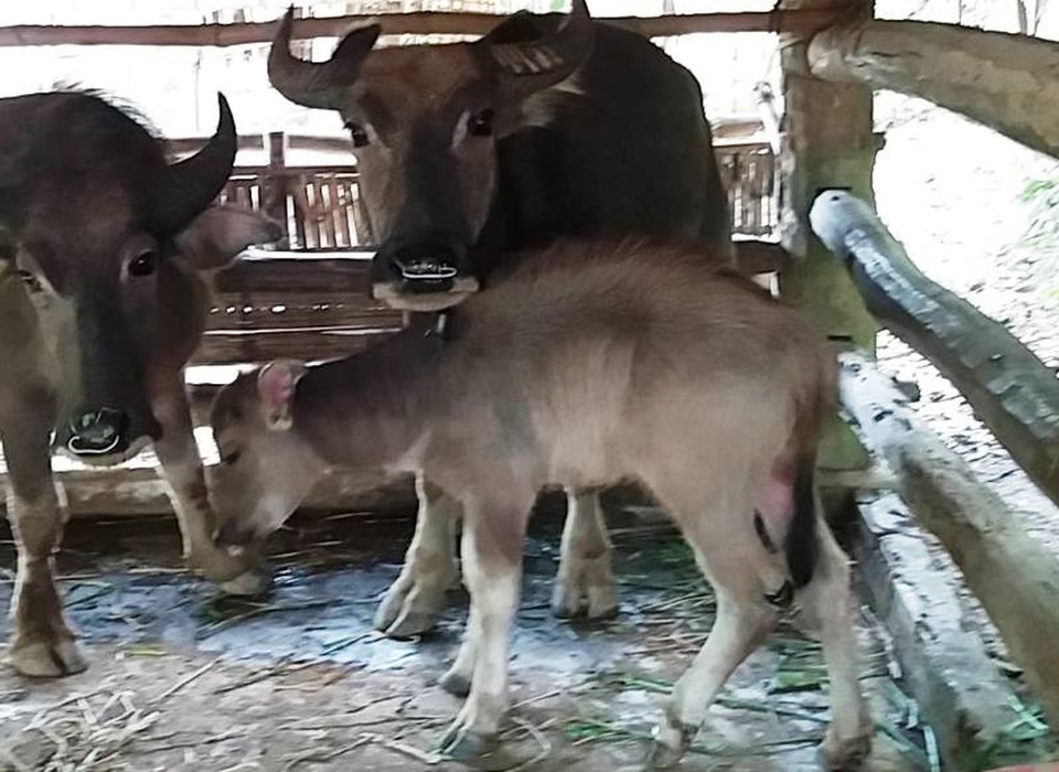 Hàng chục con trâu của người dân bị chém