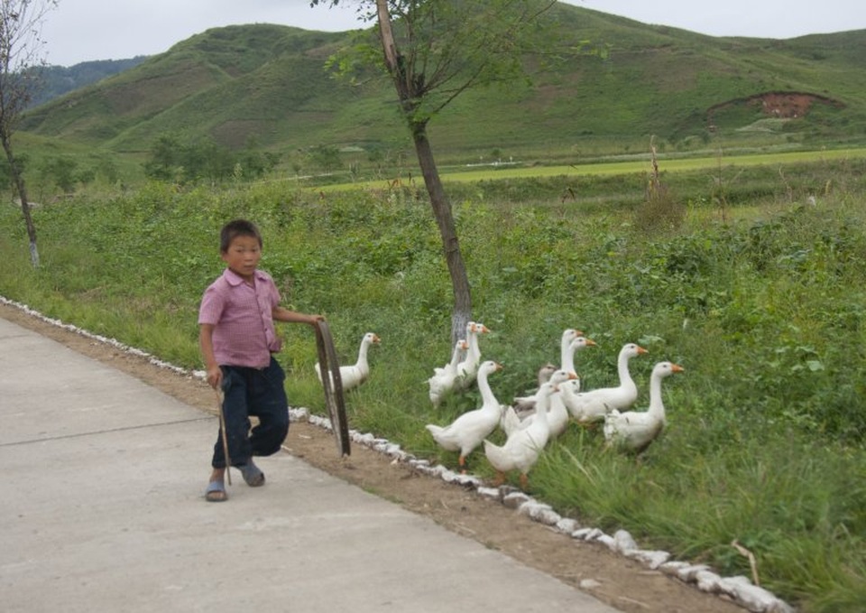 Đường cao tốc vô cùng "khác lạ" ở Triều Tiên - 11 Một bé trai người Triều Tiên đang lùa vịt ở Chonsam