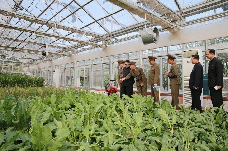 Ông Kim Jong-un tươi cười thăm nông trại giữa lúc căng thẳng - 5 Trước đó, ông Kim Jong-un cũng đã tới thăm nông trại số 1116 hồi đầu tháng 9 và chỉ đạo thành lập một viện nghiên cứu nông nghiệp công nghệ cao.