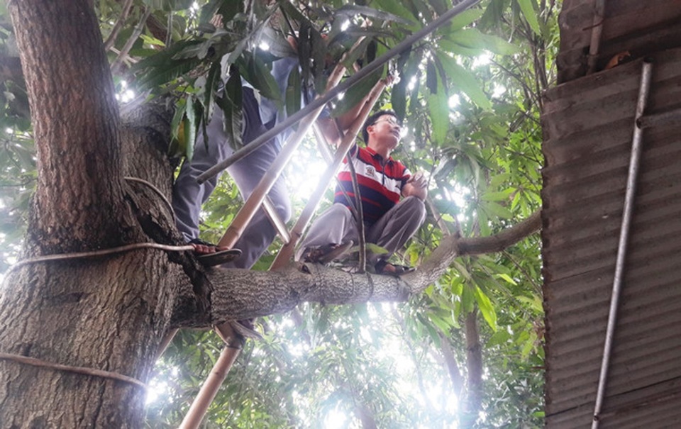 Lực lượng chức năng lần tìm dấu vết trên các cây xanh được chủ tiệm vàng nghi ngờ là thủ phạm trèo lên đột nhập vào tầng trên của tiệm vàng. Ảnh: Phạm Trường.