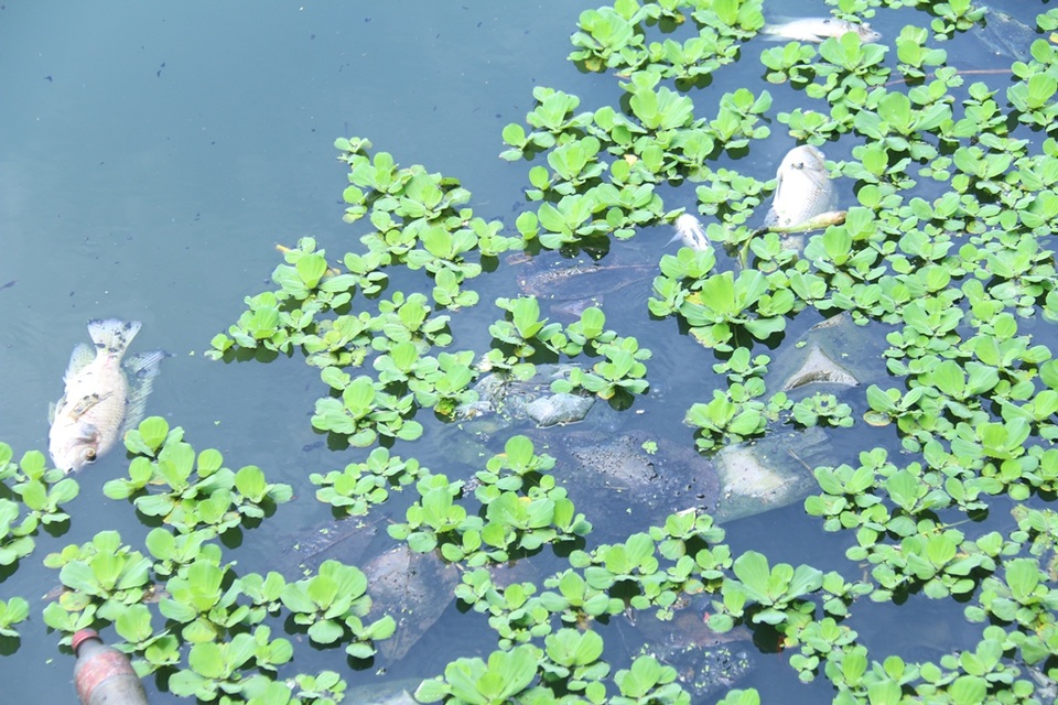 Cá chết nổi trắng hồ điều tiết - 2 Trong đó, chủ yếu là cá rô phi