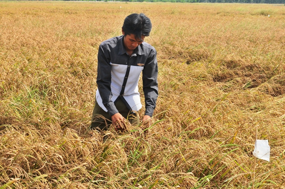 Xài tiền của người trồng lúa… cả chục cán bộ bị kỷ luật - 1 Liên quan đến những sai phạm trong việc chi hỗ trợ cho người trồng lúa, có 16 cán bộ huyện U Minh Thượng và một số xã, ấp bị kiểm điểm, xử lý kỷ luật