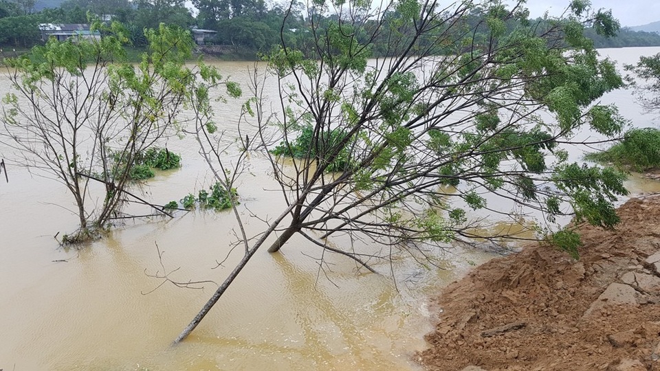 Lũ cuốn bờ sông trước trường, học sinh phải đi “xuyên tường” hàng xóm - 6 Nhiều cây cối đổ xuống sông