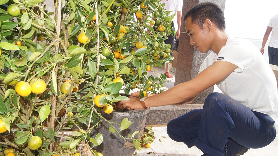 Trường Sa rộn rã đón Tết sớm - 8 Chậu quất mang không khí xuân đến Trường Sa