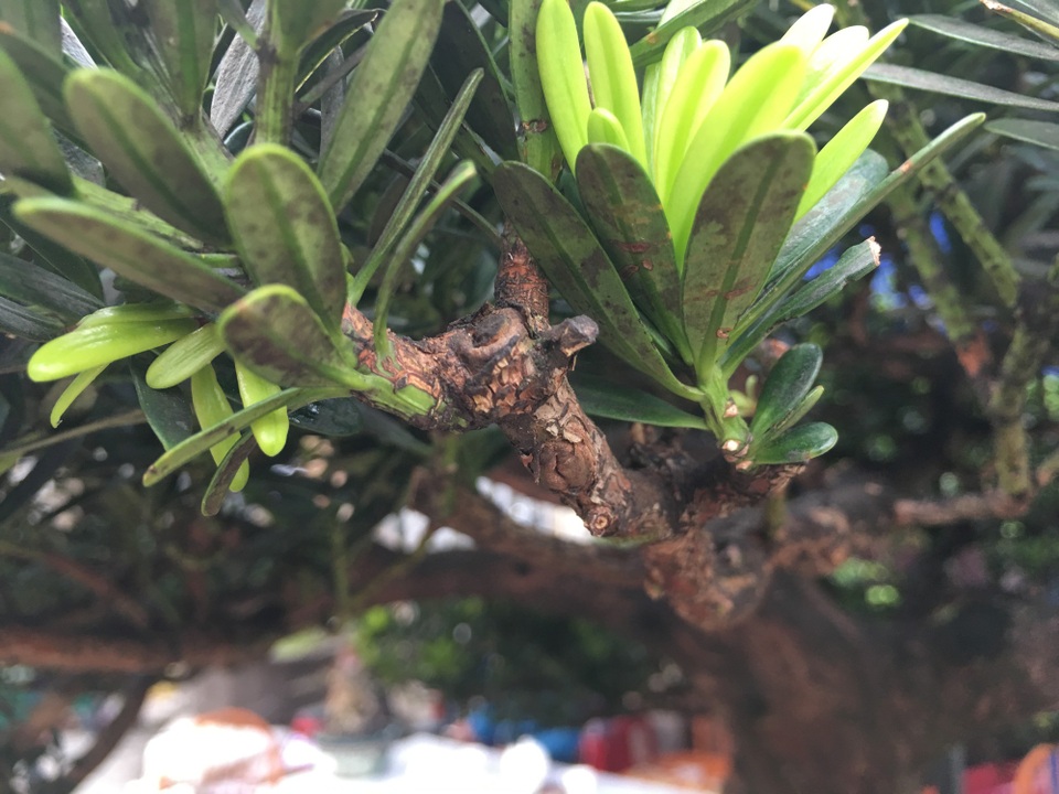 Đệ nhất danh tùng: Vượt ngàn cây số ra Hà Nội, đủ 1 tỷ đồng chủ vườn mới “chia tay” - 4 Đệ nhất danh tùng: Vượt ngàn cây số ra Hà Nội, đủ 1 tỷ đồng chủ vườn mới “chia tay” - 4
