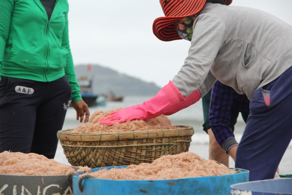 Ngư dân Đà Nẵng phấn khởi vì trúng đậm mùa ruốc - 4 Tuy nhiên, ruốc đã vào cuối vụ, sắp hết rồi