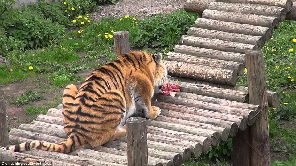 Loài hổ này đang nằm trong danh sách những động vật có nguy cơ tuyệt chủng