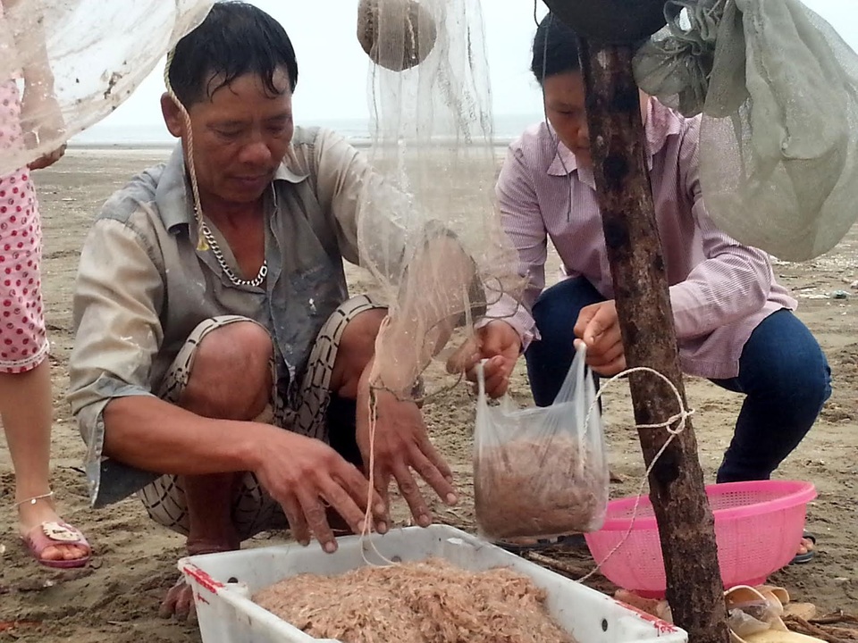 Ngư dân Quỳnh Lưu được mùa ruốc biển - 2 Bán ruốc cho người dân địa phương sau khi được đưa lên bờ.