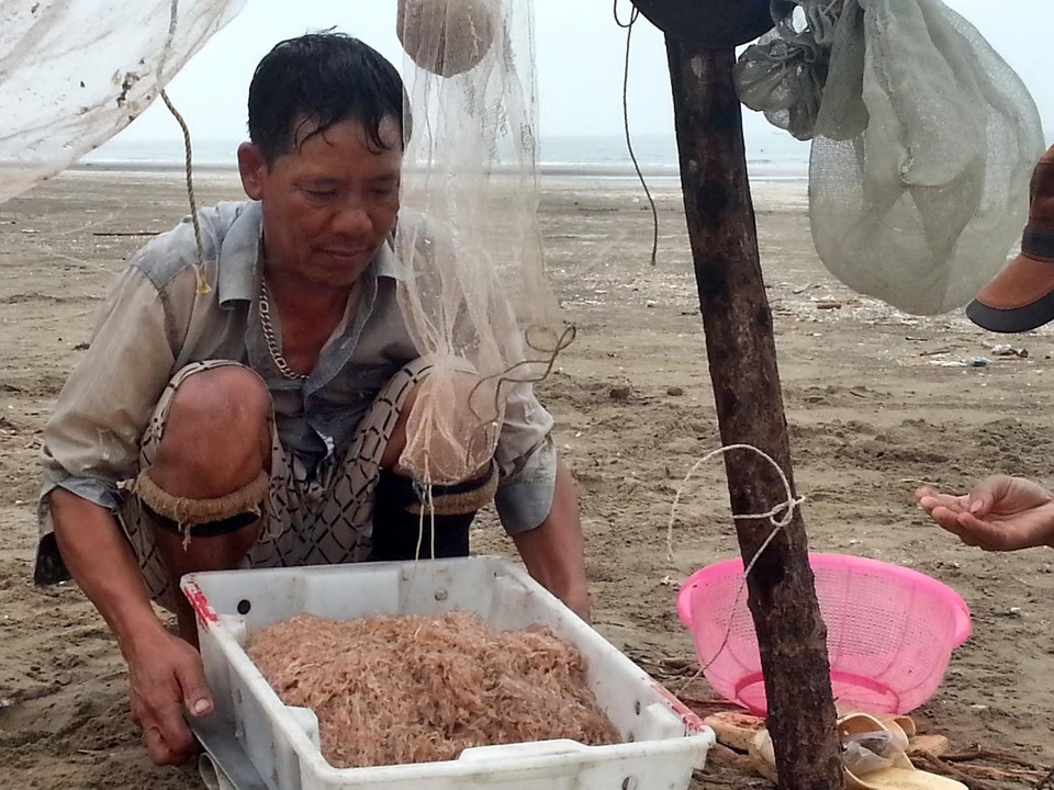 Ngư dân Quỳnh Lưu được mùa ruốc biển - 1 Người dân biển Quỳ Lưu cho biết, ruốc mùa hè năm nay về khá nhiều và được giá.