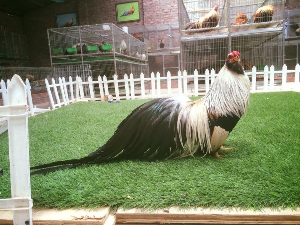 Gà Trống Tân Châu nổi bật bởi tiếng gáy vang xa và cao vút. Chúng tuy hiếu chiến nhưng rất thân thiện với con người. Dân sành điệu nuôi gà tre rất thích những con gà dạn dĩ, thân thiện, không hung hãn nhưng phải có bản lĩnh khi giáp mặt với đối thủ. Trong ảnh là gà Tân Châu màu chuối 12 tháng tuổi được ví như hoa khôi của đàn khi hội tụ đấy đủ mọi yếu tố của một con gà cảnh đẹp. Đây cũng là con gà có bộ lông đẹp, hiếm và mức giá khá đắt đỏ khoảng 15 triệu đồng.