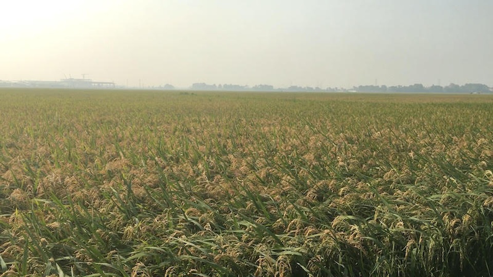 Bắc Giang: Diễn tiến mới nhất vụ cây lúa biến dạng cạnh khu công nghiệp! - 4 Bắc Giang: Diễn tiến mới nhất vụ cây lúa biến dạng cạnh khu công nghiệp! - 4