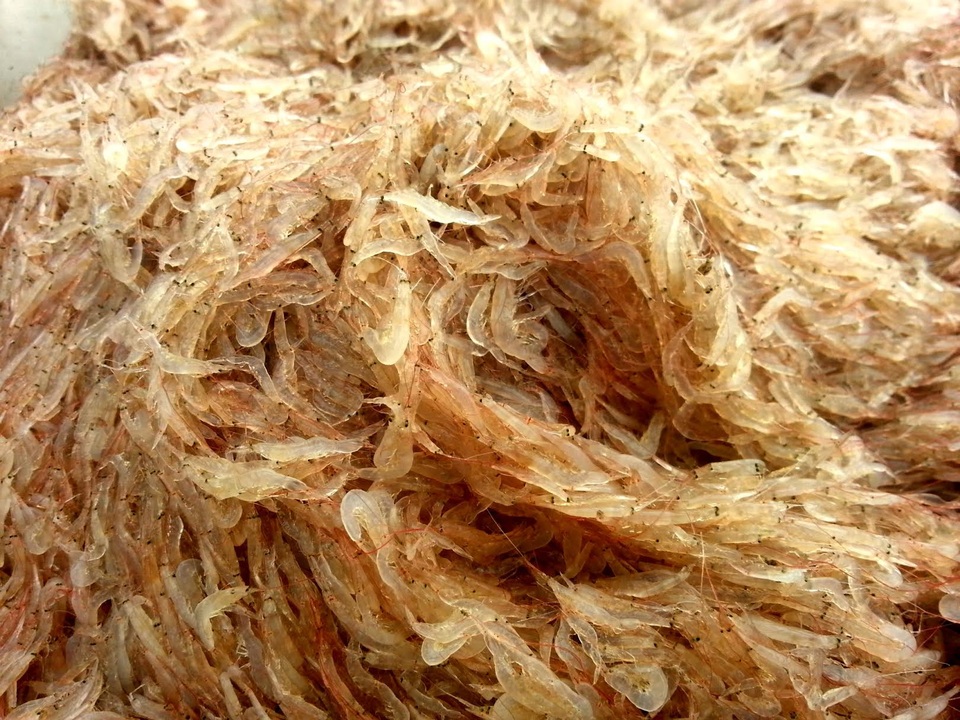 Ngư dân Quỳnh Lưu được mùa ruốc biển - 5 Những con ruốc tươi rói.