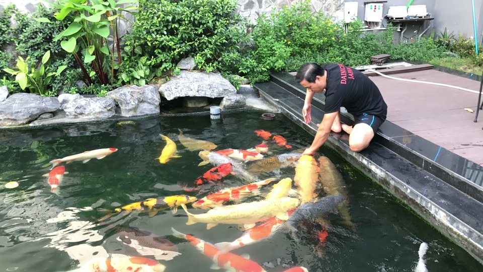 Tận mắt đàn cá Koi bạc tỷ “độc” nhất Việt Nam của đại gia Sài Gòn - 2 Dù không tiết lộ về giá cả song theo anh Thắng, đàn cá Koi này có giá thành không hề rẻ, thuộc vào dạng đẳng cấp của thế giới.