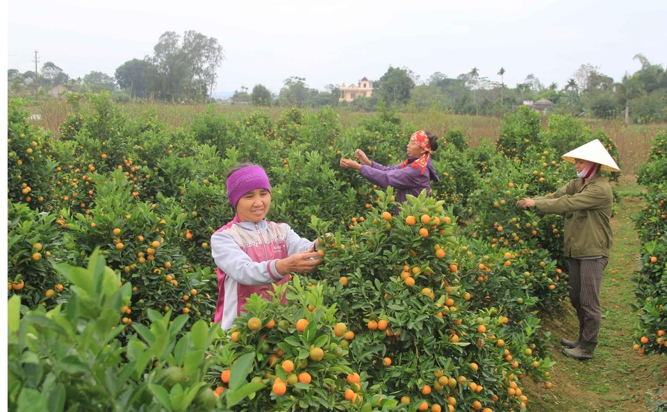 
Người dân xã Hợp Lý phấn khởi chăm những vườn quất để phục vụ thị trường Tết nguyên đán
