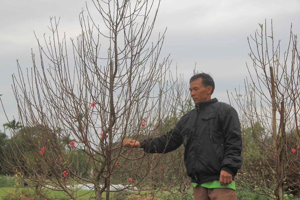 Làng trồng hoa, cây cảnh rộn ràng ngày cận Tết - 3