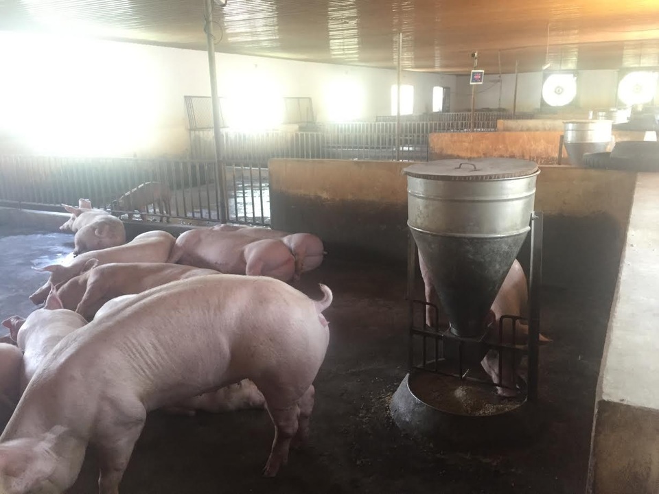 Vốn vay thoát nghèo chưa đủ để thoát nghèo - 1 Trang trại nuôi lợn của anh Dũng