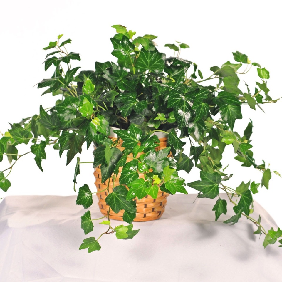 8 loại cây cảnh phong thủy “hút” tài lộc trong dịp đầu năm mới - 3 8 loại cây cảnh phong thủy “hút” tài lộc trong dịp đầu năm mới - 3