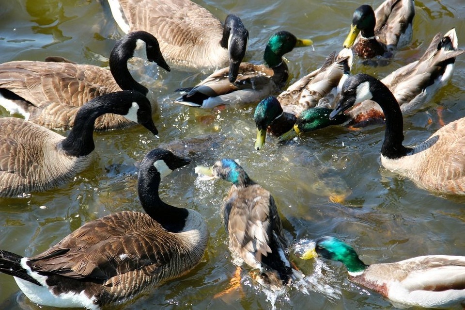 Bầy vịt bơi lội trên mình cá