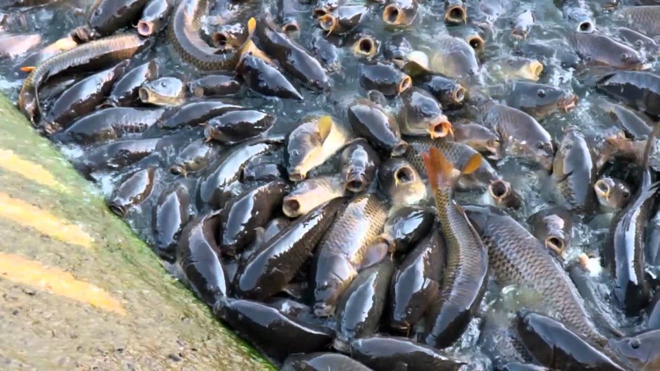 Du khách thích thú nhìn cảnh đàn vịt "cưỡi" trên cả nghìn con cá - 5