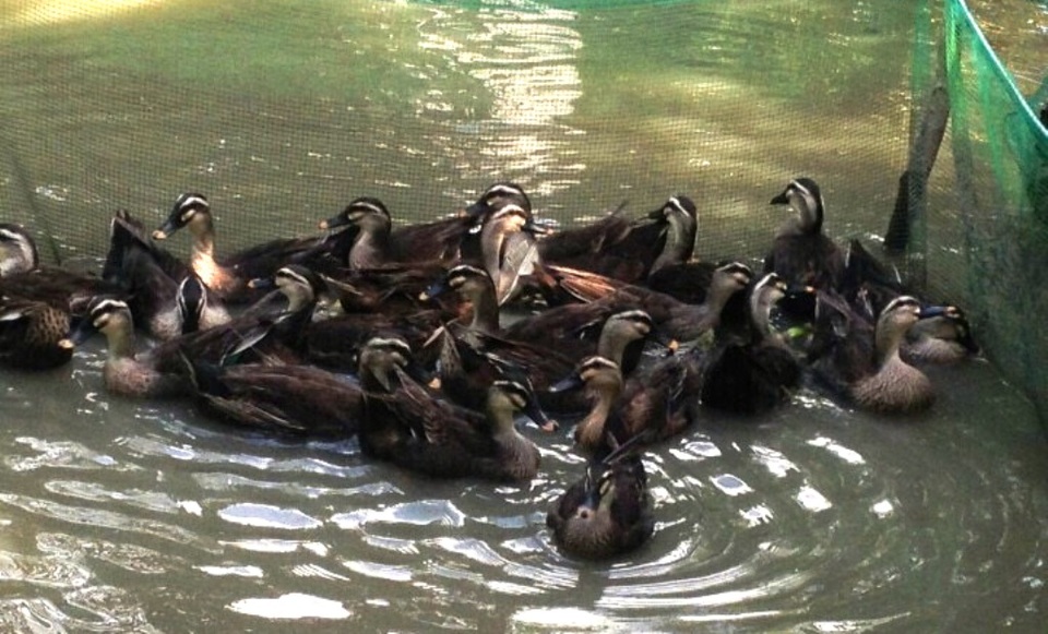 Đầu mùa khô, An Giang xuất hiện cúm H5N1 trên đàn vịt trời - 1 Đầu mùa khô, An Giang xuất hiện cúm H5N1 trên đàn vịt trời - 1