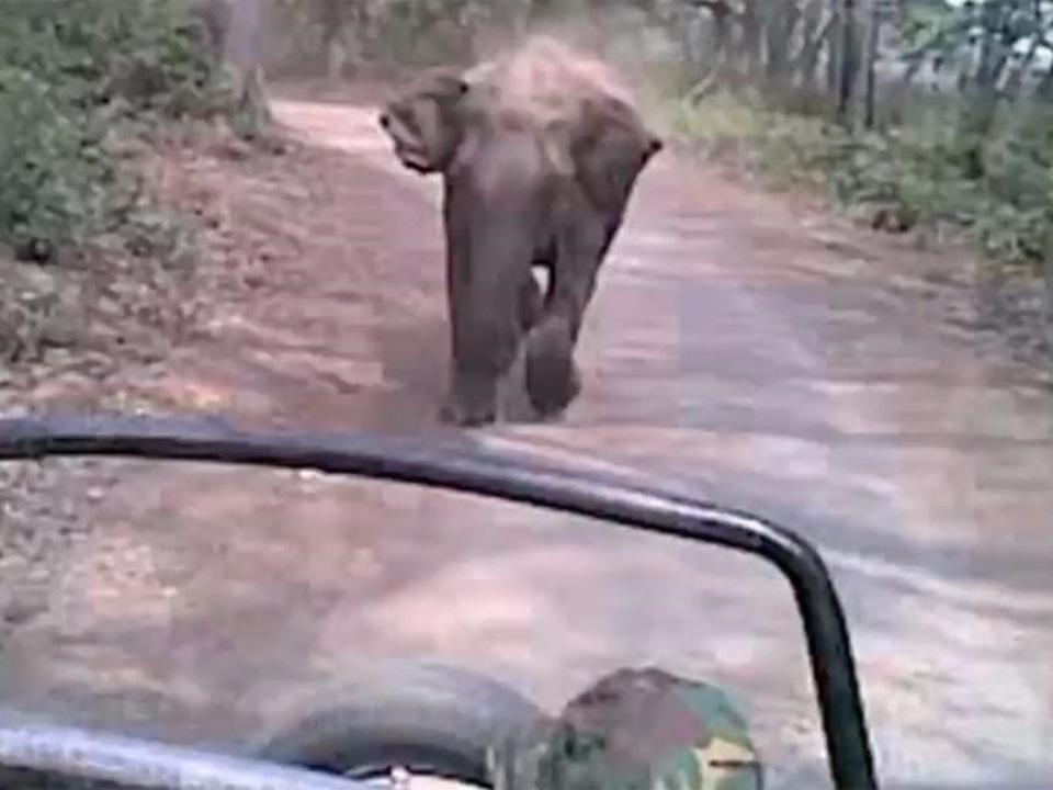 Đứng tim cảnh voi "điên" đuổi theo xe khách - 1 Đứng tim cảnh voi "điên" đuổi theo xe khách - 1