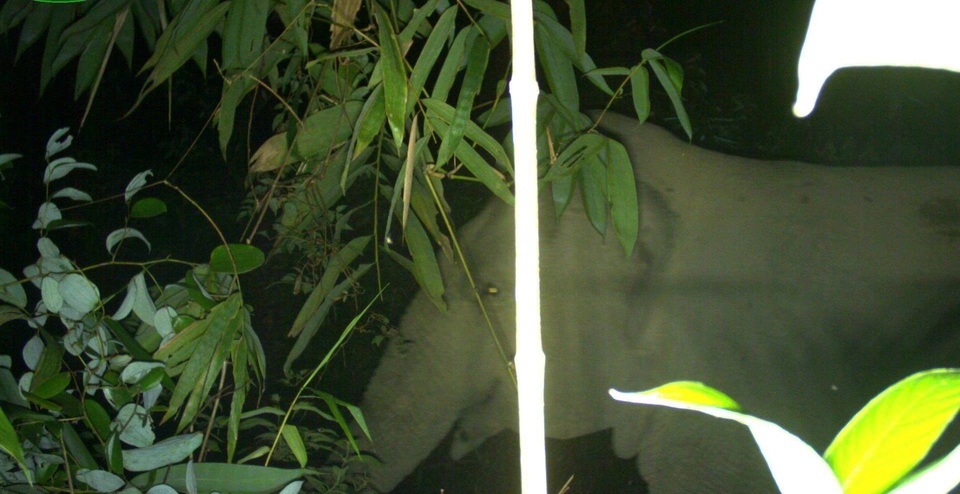 Voi rừng xuất hiện trở lại tại Vườn Quốc gia Vũ Quang - 3