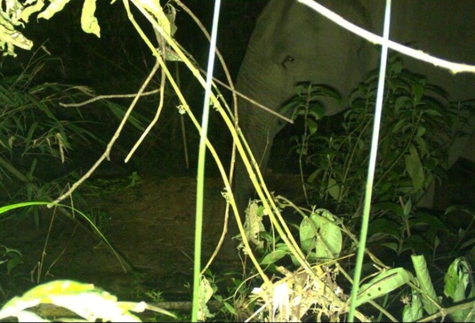 Hình ảnh 2 cá thể voi cái trưởng thành được chụp lại tại tiểu khu 149A (Rừng quốc gia Vũ Quang)