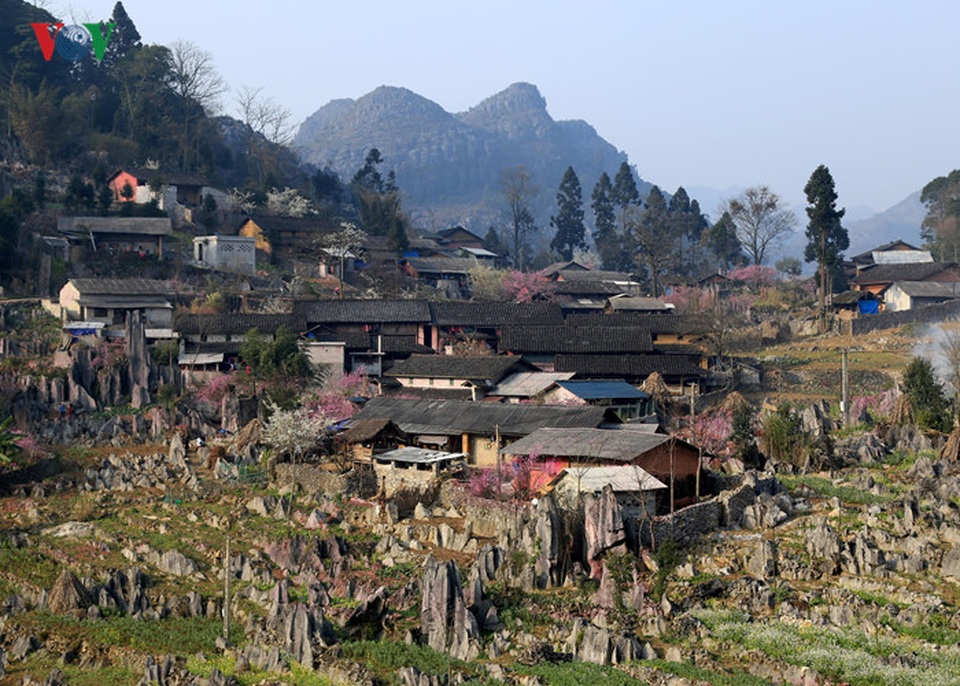 Trong khi hầu hết hoa đào ở mọi nơi đã tàn thì tại Hà Giang những ngày tháng 3, hoa đào mới thực sự vào mùa nở rộ.