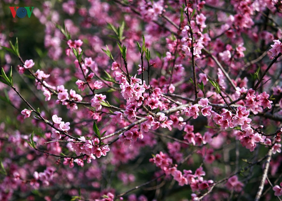 Mỗi ngôi nhà ở đây đều có ít nhất 2 - 3 cây đào. Đào nở bung khắp các triền núi, dọc theo những con đèo và thậm chí, cả một vùng rộng lớn chỉ trồng toàn hoa đào.