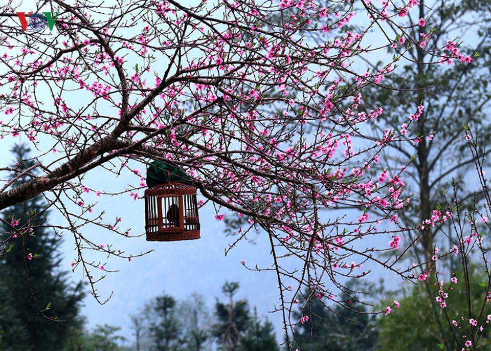 Ngẩn ngơ trước cảnh đào muộn bung nở ở Hà Giang - 9