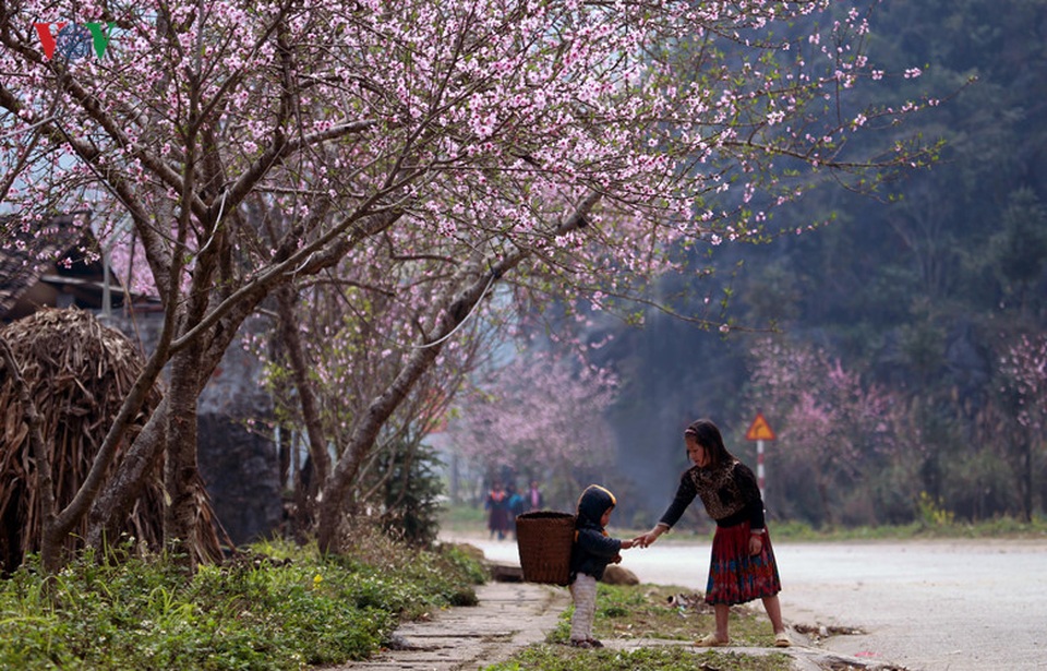 Những cành đào uốn cong, buông hoa rủ xuống trước cổng, trước hiên nhà cùng với trang phục sặc sỡ của đồng bào dân tộc tạo thành bức tranh mùa xuân đa màu sắc.