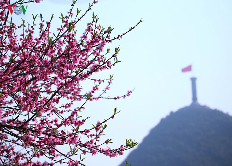 Cột cờ Lũng Cú bên sắc hoa đào.