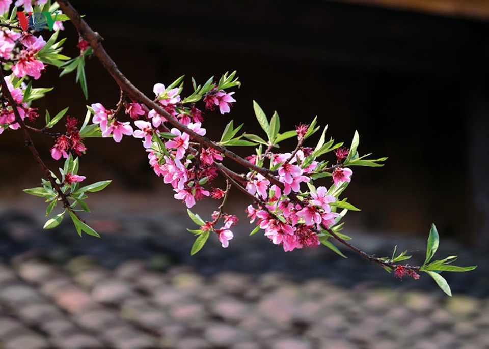 Ngẩn ngơ trước cảnh đào muộn bung nở ở Hà Giang - 7