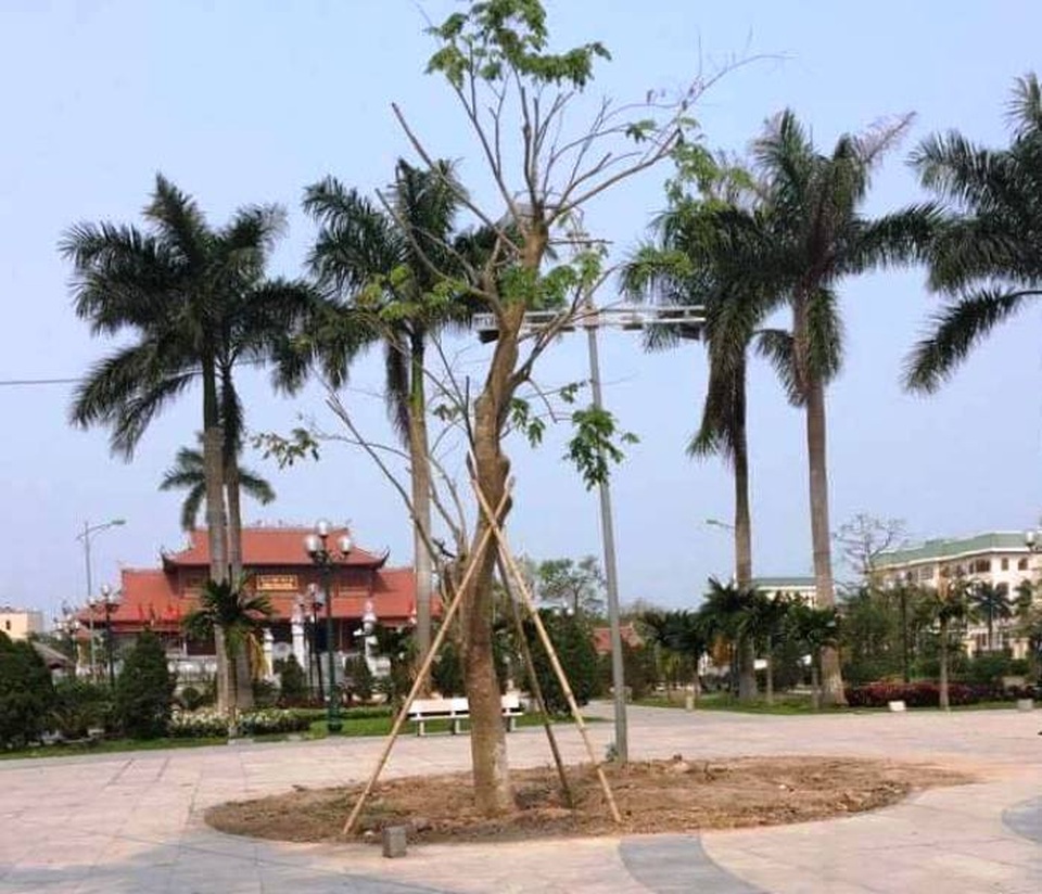 Một trong những cây xanh mới được thay thế ở vườn hoa