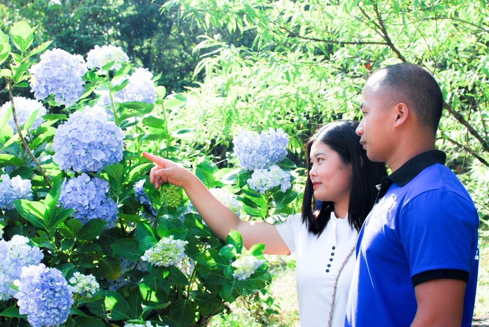Mê mẩn với “thiên đường” cẩm tú cầu đẹp hút hồn ở Cao Bằng - 4 Mê mẩn với “thiên đường” cẩm tú cầu đẹp hút hồn ở Cao Bằng - 4
