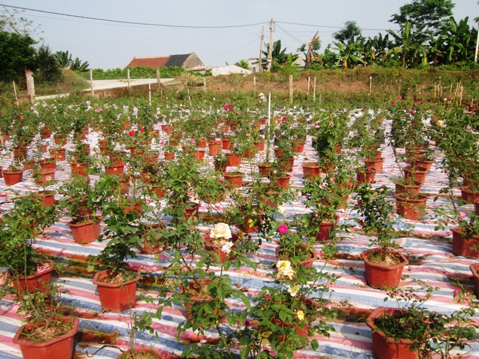 Thu tiền tỉ từ hoa hồng, ông chủ 8X tạo việc làm cho lao động quê nhà - 4 Hiện nay anh Trọng có khoảng hơn 3 vạn gốc hồng khác nhau