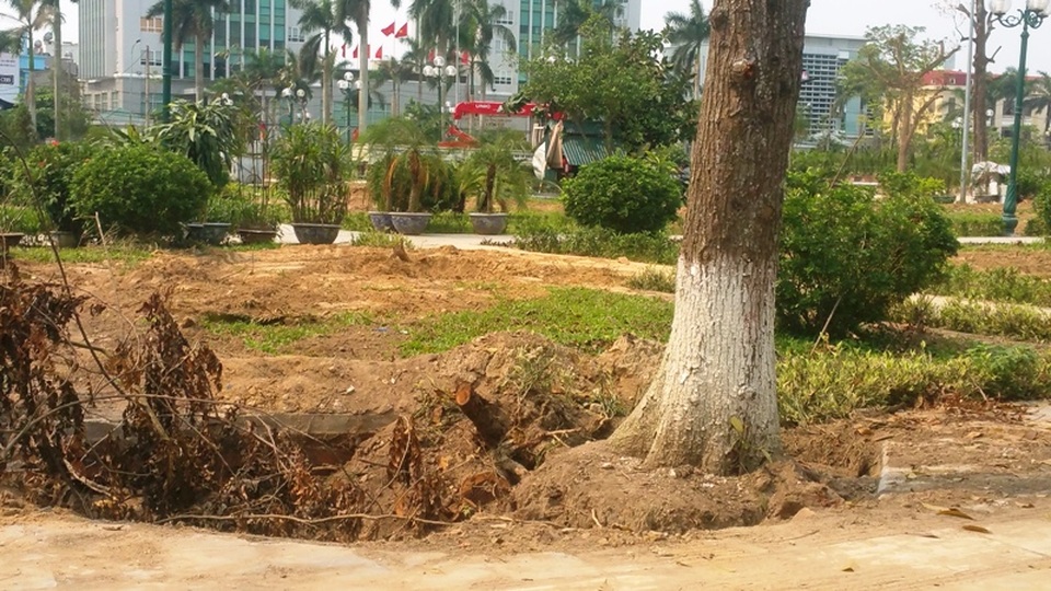 
Chứng kiến cảnh tượng hàng chục cây xanh bị di dời người dân không khỏi tiếc nuối
