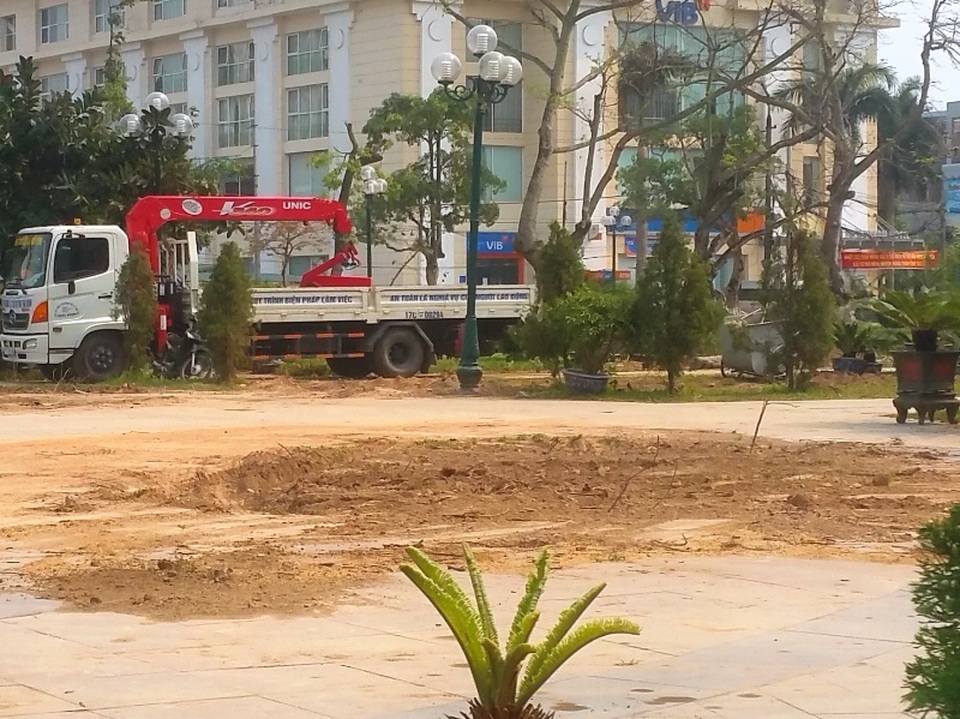 Thái Bình di chuyển hàng loạt cây “khủng”, dân ngỡ ngàng - 9