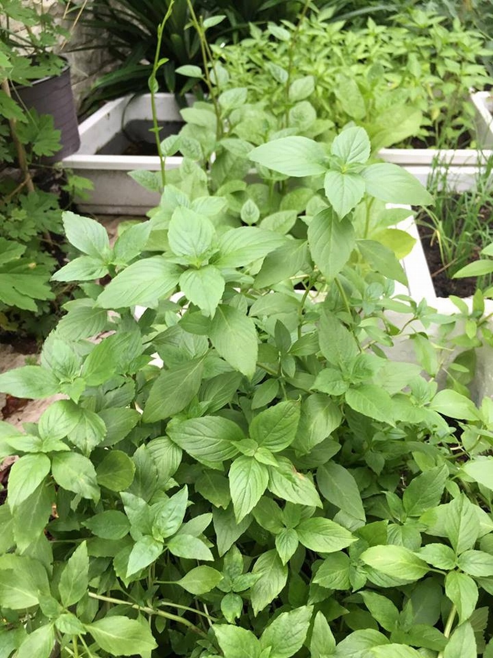 Ngắm vườn rau trái xanh mướt trong biệt thự triệu đô của sao Việt - 15