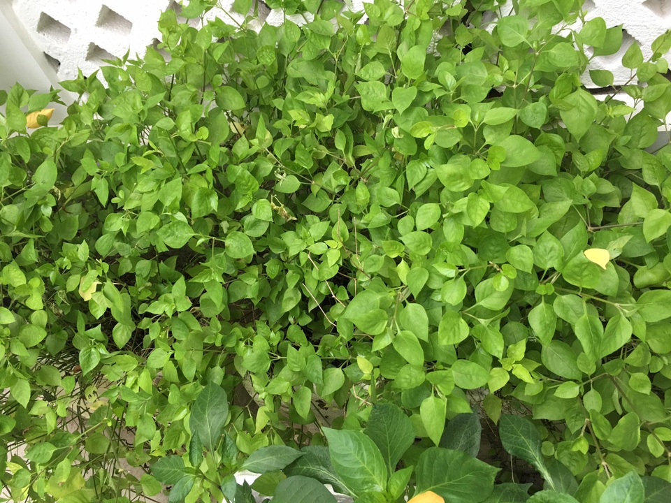 Theo Thủy Tiên, vườn rau xanh tốt nhờ phần lớn công sức của bà ngoại. Ở quê, nhà cô có nghề chính là trồng trọt. Mẹ cô có số canh điền lại mát tay nên trồng gì được nấy. Mỗi lần lên thăm vợ chồng con gái, bà lại tranh thủ bổ sung vào vườn nhà các loại rau.