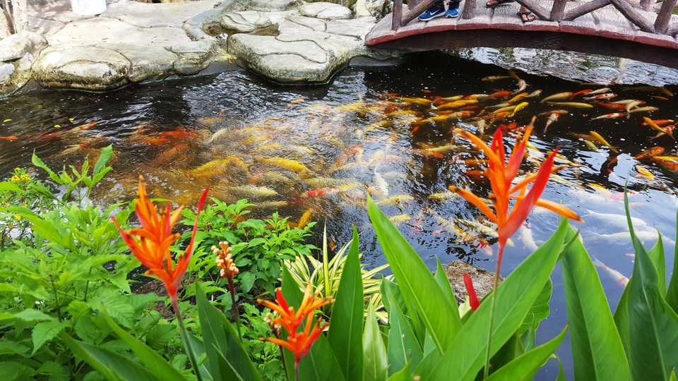 Vườn xoài ngày nay thu hút du khách bởi... đẹp, độc, lạ - 1
Đàn cá tung tăng bơi lội giữa hồ nước trong xanh đầy sức sống