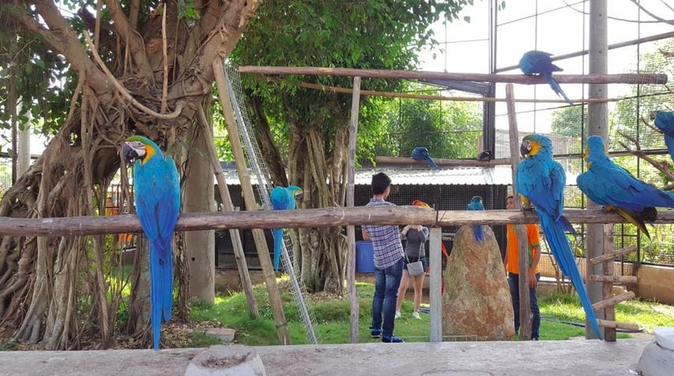 Vườn xoài ngày nay thu hút du khách bởi... đẹp, độc, lạ - 6 Chụp hình với vẹt đỏ, vẹt xanh đuôi dài Nam Mỹ độc lạ