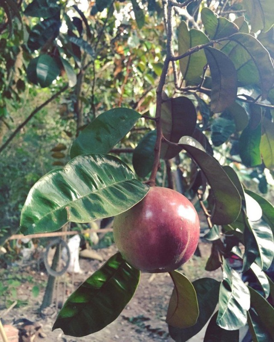 Vú sữa Lò Rèn căng mọng.