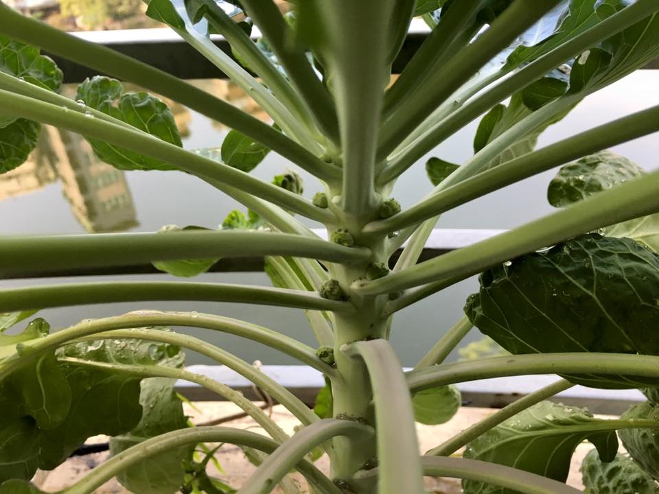 Vườn treo 2,5m2: Khoai tây leo, bầu hồ lô độc nhất Hà Thành - 16 Bắp cải tí hon