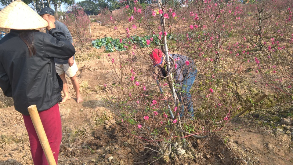 Vận chuyển mỗi cây đào có giá khá cao từ 15.000 đồng - 20.000 đồng/km. Đắt hơn nhiều so với một cuốc xe ôm, chở đào được các thợ tranh thủ lúc nửa buổi, trưa và đầu giờ chiều vì đường ngày tết những giờ tan tầm rất đông