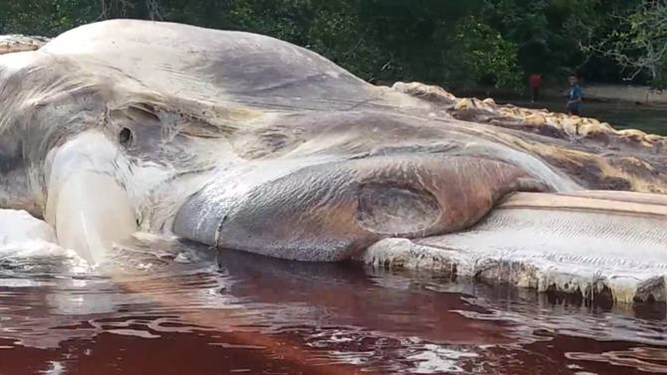 Sự thật quái vật khổng lồ trôi dạt vào bờ biển Indonesia - 2
Người dân địa phương kêu gọi chính quyền di dời xác sinh vật chết.