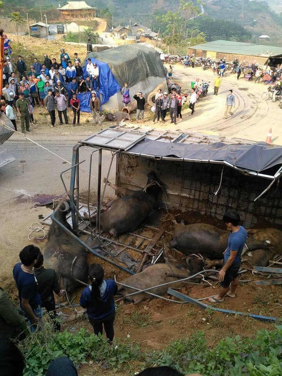 Xe chở trâu lật dốc, chủ trâu tử vong, nhà xe trọng thương - 1
Hiện trường vụ tai nạn nghiêm trọng