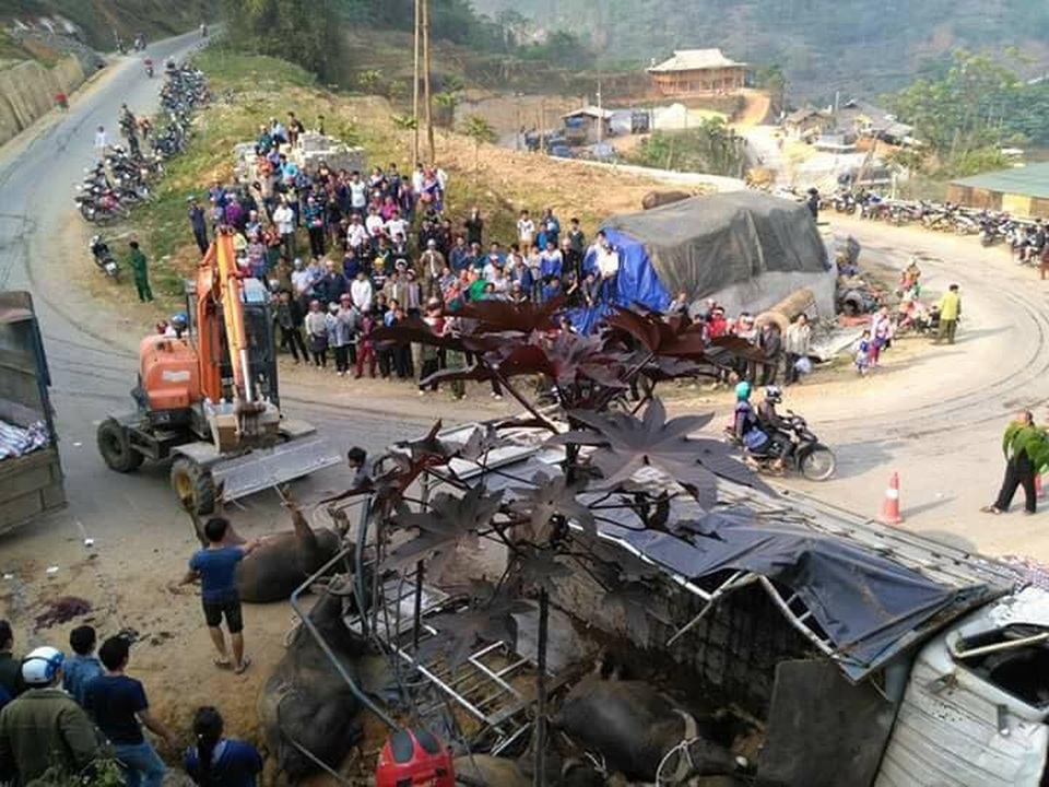 Xe chở trâu lật dốc, chủ trâu tử vong, nhà xe trọng thương - 2
Các lực lượng tổ chức thu dọn, giải toả hiện trường. Khúc cua 3 tầng này là một điểm đen tai nạn trên tuyến quốc lộ 4D