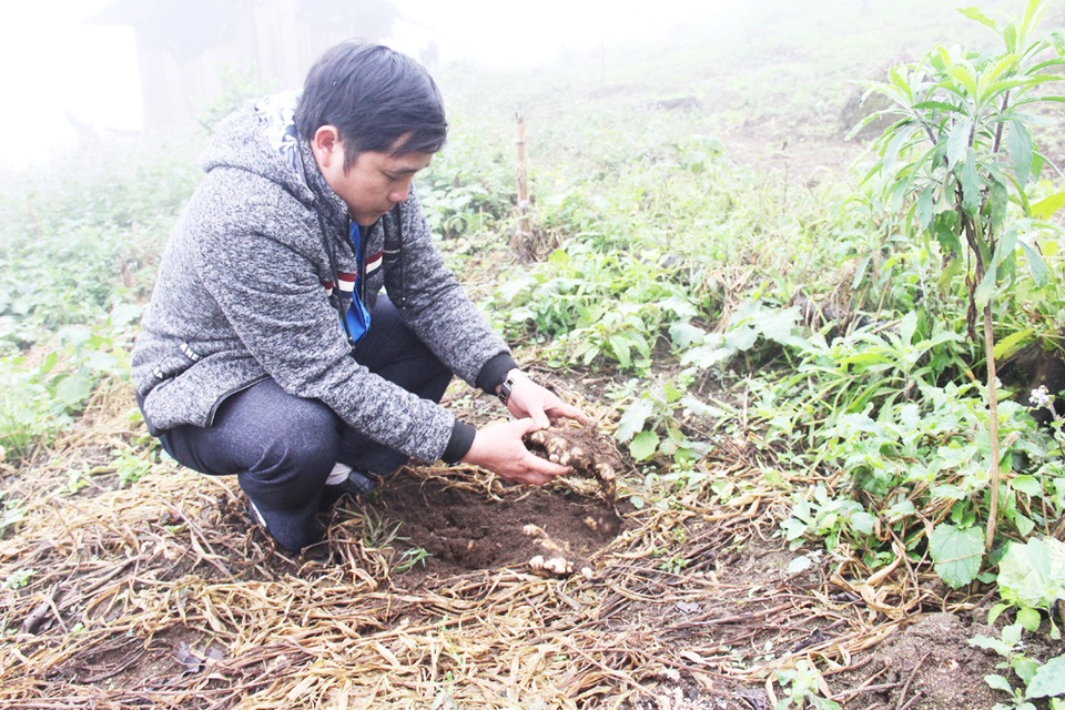 Chàng trai người Mông kiếm hàng trăm triệu mỗi năm trên “đỉnh núi đói” - 4 Ngoài trồng cỏ để chủ động nguồn thức ăn cho trâu bò, Xồng Bá Dênh trồng 2ha gừng hàng hóa phục vụ thị trường trong tỉnh.