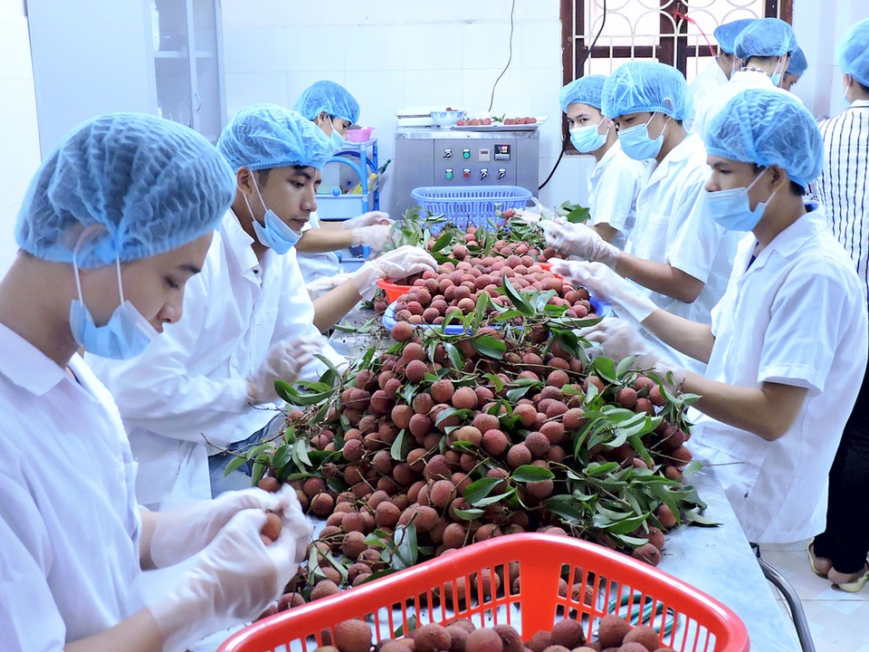 Giá trị xuất khẩu rau quả tiếp tục "vượt mặt" lúa gạo, dầu thô - 1 Xuất khẩu rau quả của Việt Nam tiếp tục đem về giá trị lớn hơn các mặt hàng dầu thô, gạo (ảnh minh hoạ)